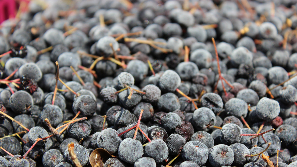 Wie lange halten sich gepflückte Aroniabeeren?